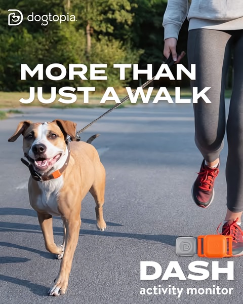 A vertical lifestyle image showing a person walking a dog with the Dash activity monitor tracker visible on the dog's collar, emphasizing daily exercise.
